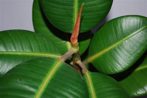 watering a rubber tree plant